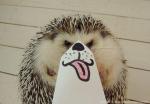 funny-hedgehog-face-twitter7-2