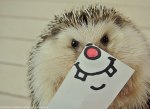 marutaro-cute-hedgehog-funny-paper-faces-2