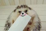 marutaro-cute-hedgehog-funny-paper-faces-21