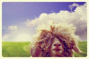 funny-spring-hairy-sheep_Fotor