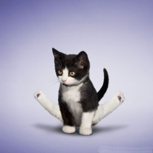 funny-yoga-cat-06