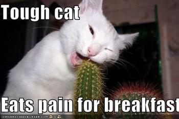 polls_funny_pictures_cat_eats_pain_for_breakfast_2449_705108_poll_xlarge